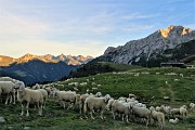 96 Gregge al tramonto rientra all'ovile